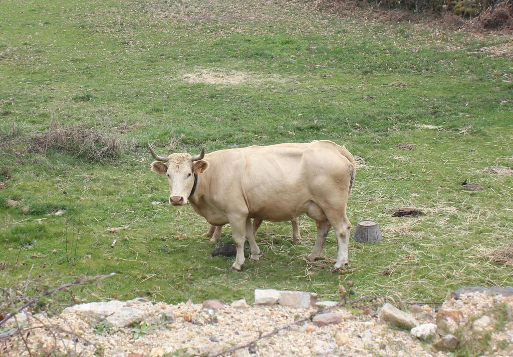 Casa Rural La Calzada El Payo Εξωτερικό φωτογραφία